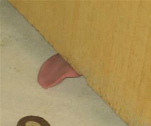 could smell the treat funny picture