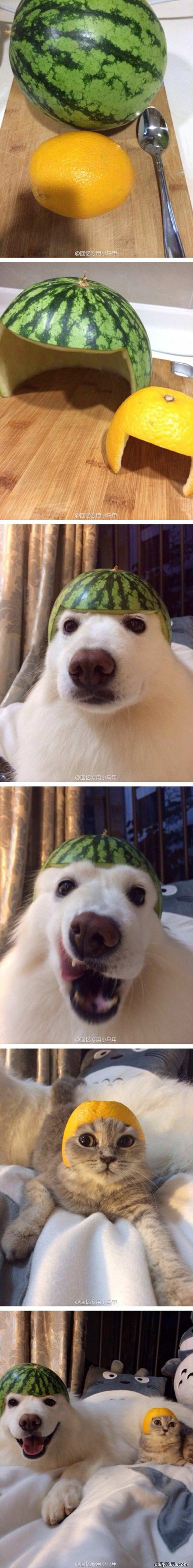 couple of helmets funny picture