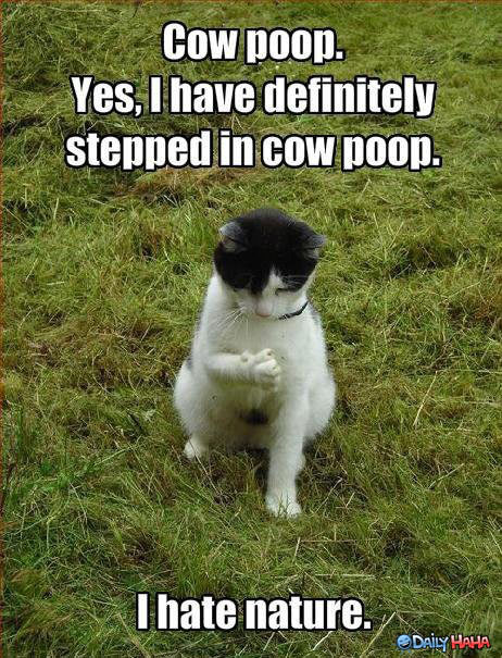 Cow Poop funny picture