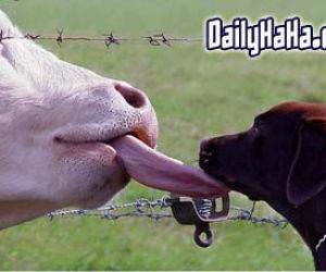 Cow licking a dog.