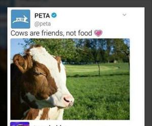 cows are friends not food