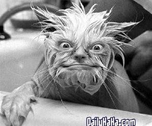 Nice Hair on this cat