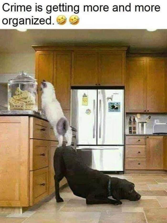 crime is getting organized