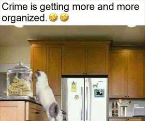 crime is getting organized