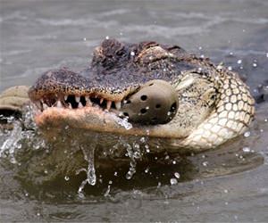 crocs funny picture