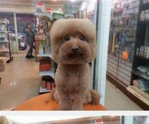 cube dogs in japan funny picture