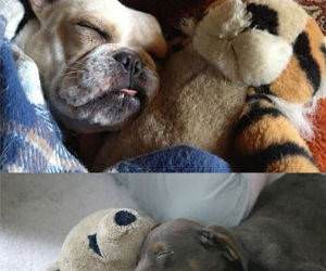 cuddling puppies funny picture