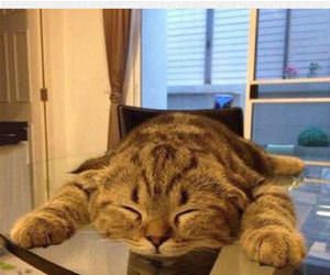 current mood funny picture