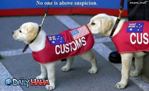 Customs Dogs