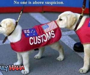 Customs Dogs