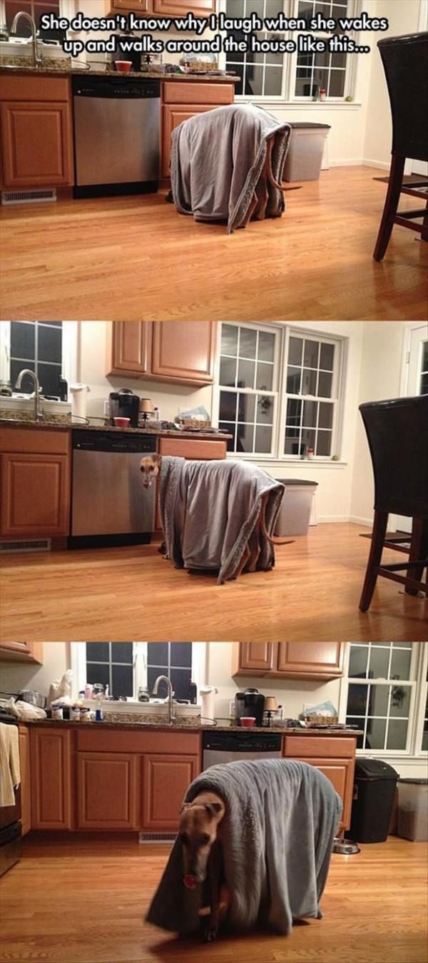 Dog is Staying Warm funny picture