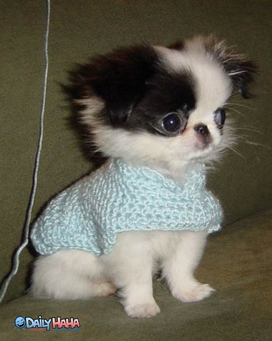 Cute Dog Sweater