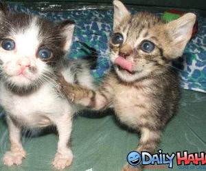 Cute Kittens Begging