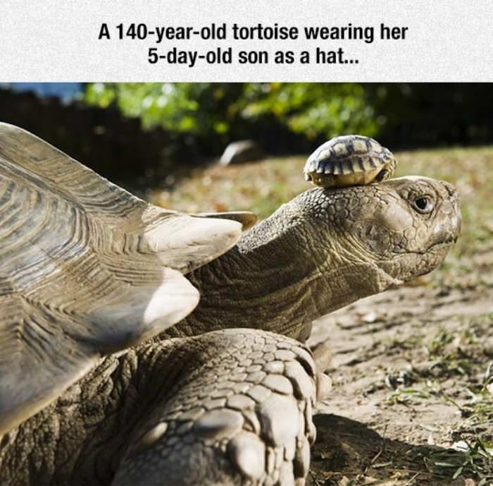 cute tortoise hat funny picture