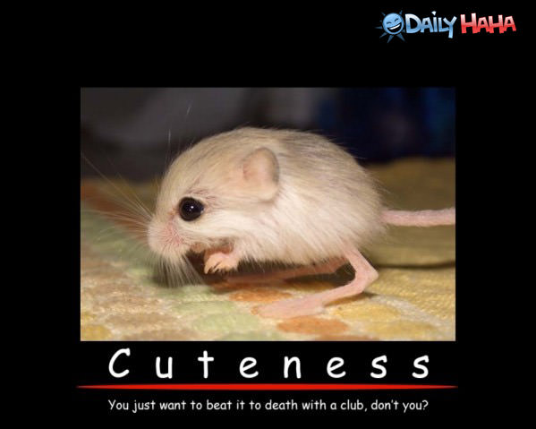 Cuteness Funny Picture