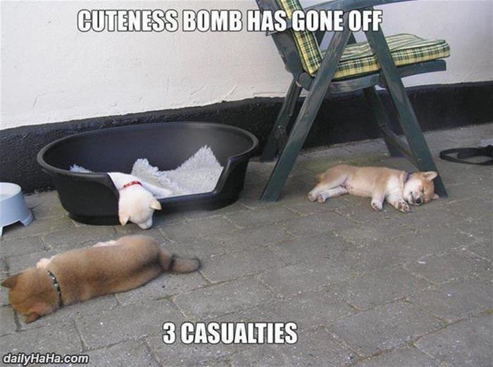 cuteness bomb has gone off funny picture