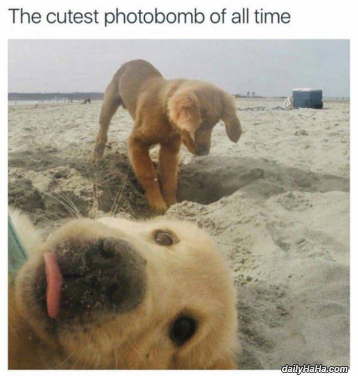cutest photobomb funny picture