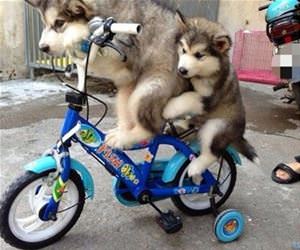 cycling is good exercise funny picture