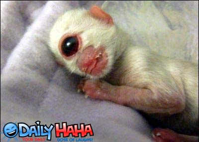 Strange Cyclopse thingy.