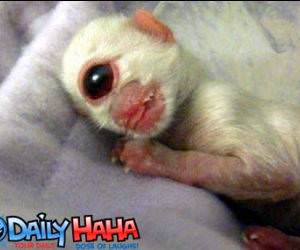 Strange Cyclopse thingy.