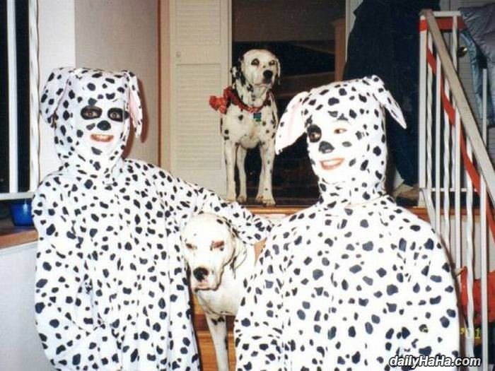 dalmations funny picture
