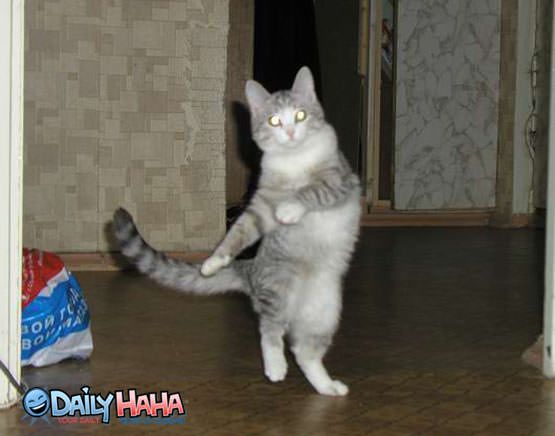 Dancing Cat Pose