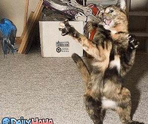 Dancing Cat Picture