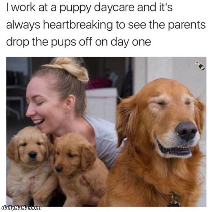 day 1 of puppy daycare funny picture