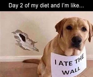 day 2 of my diet funny picture