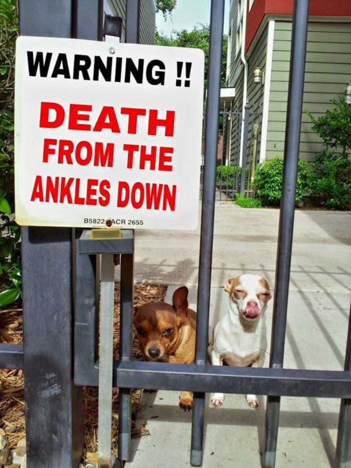 death from the ankles down funny picture