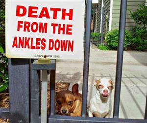 death from the ankles down funny picture