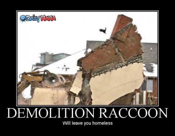 Demolition Raccoon funny picture