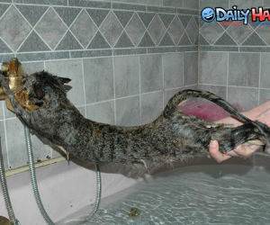 Desperate Cat hates water