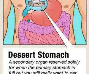 dessert stomach diagram funny picture