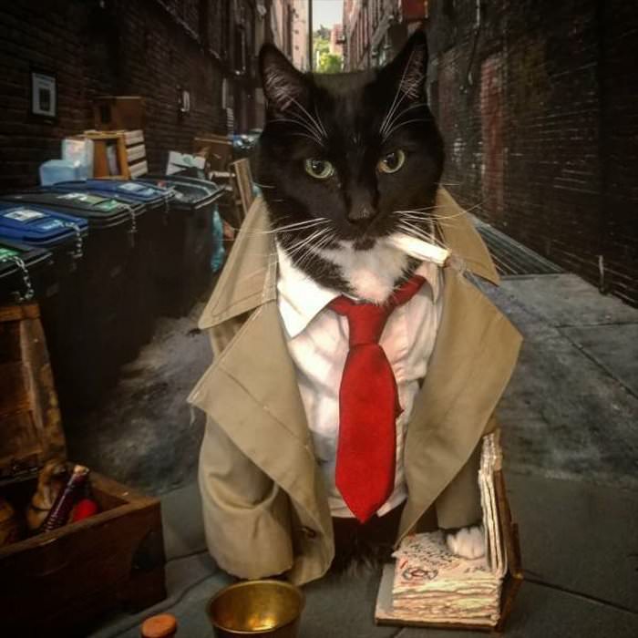 detective kitty