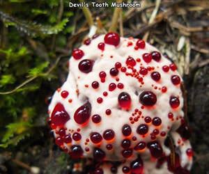 devils tooth mushroom