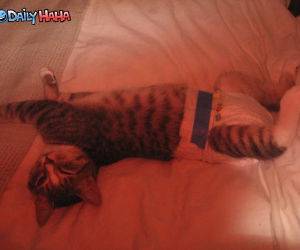 Diaper Cat