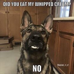 did you eat the whipped cream