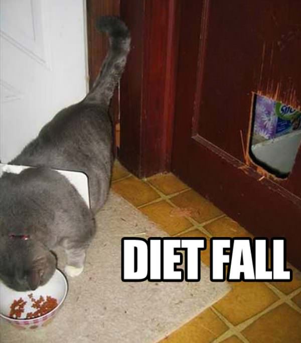 Fat Cat Diet Fail funny picture