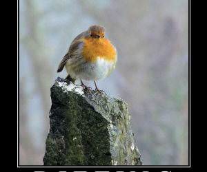 Dieting funny picture