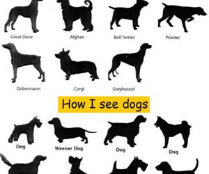 different dogs funny picture