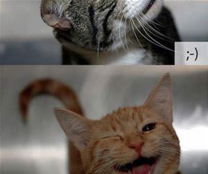 different emoticons with cats funny picture