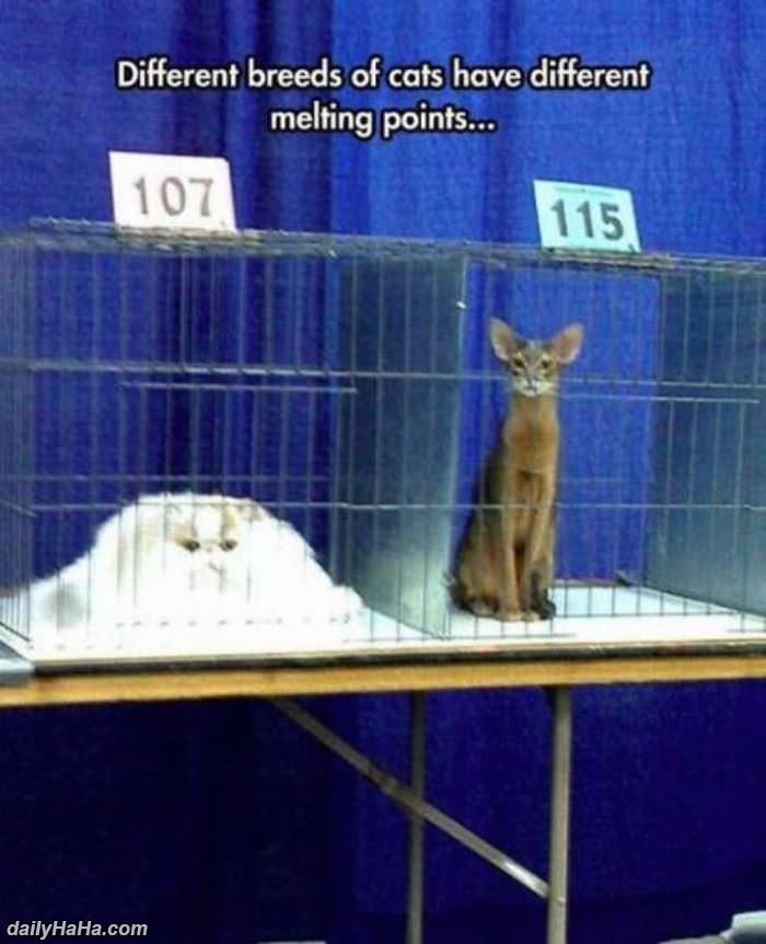 different melting points funny picture