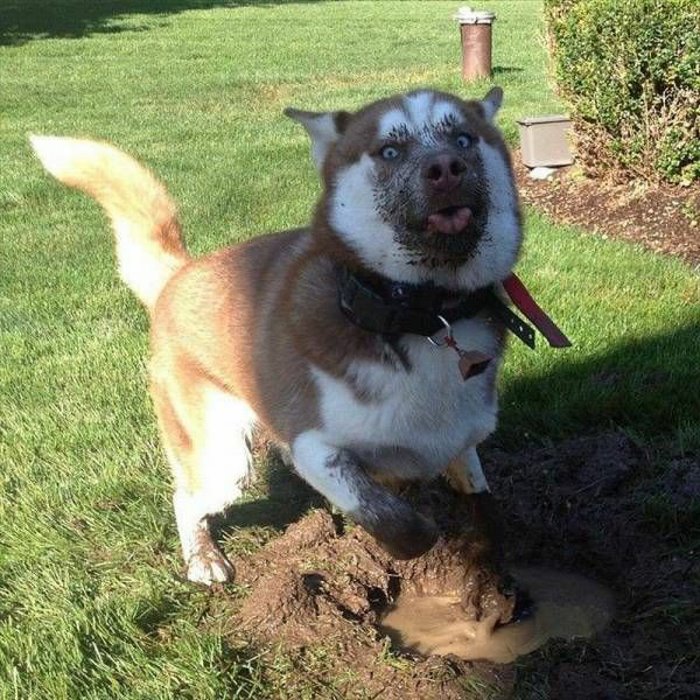 digging a hole