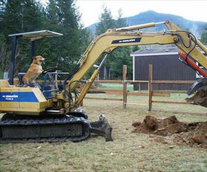 digging up some bones