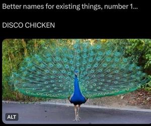 disco chicken