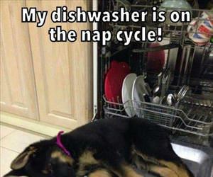 dishwasher is on nap cycle
