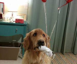 Do Not Trust Balloons funny picture