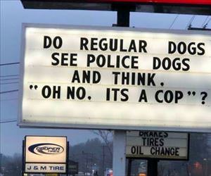 do regular dogs