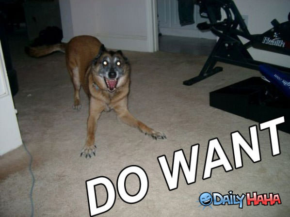 Dog Want funny picture